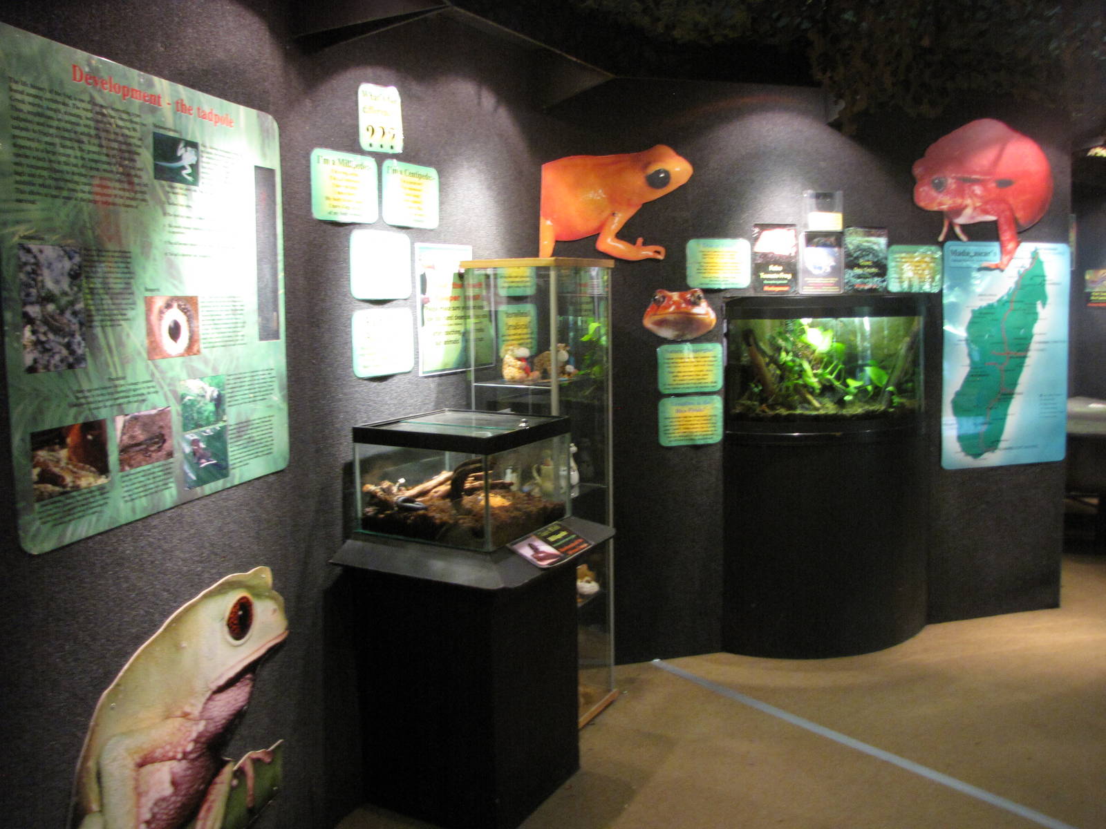 Amphibians displays