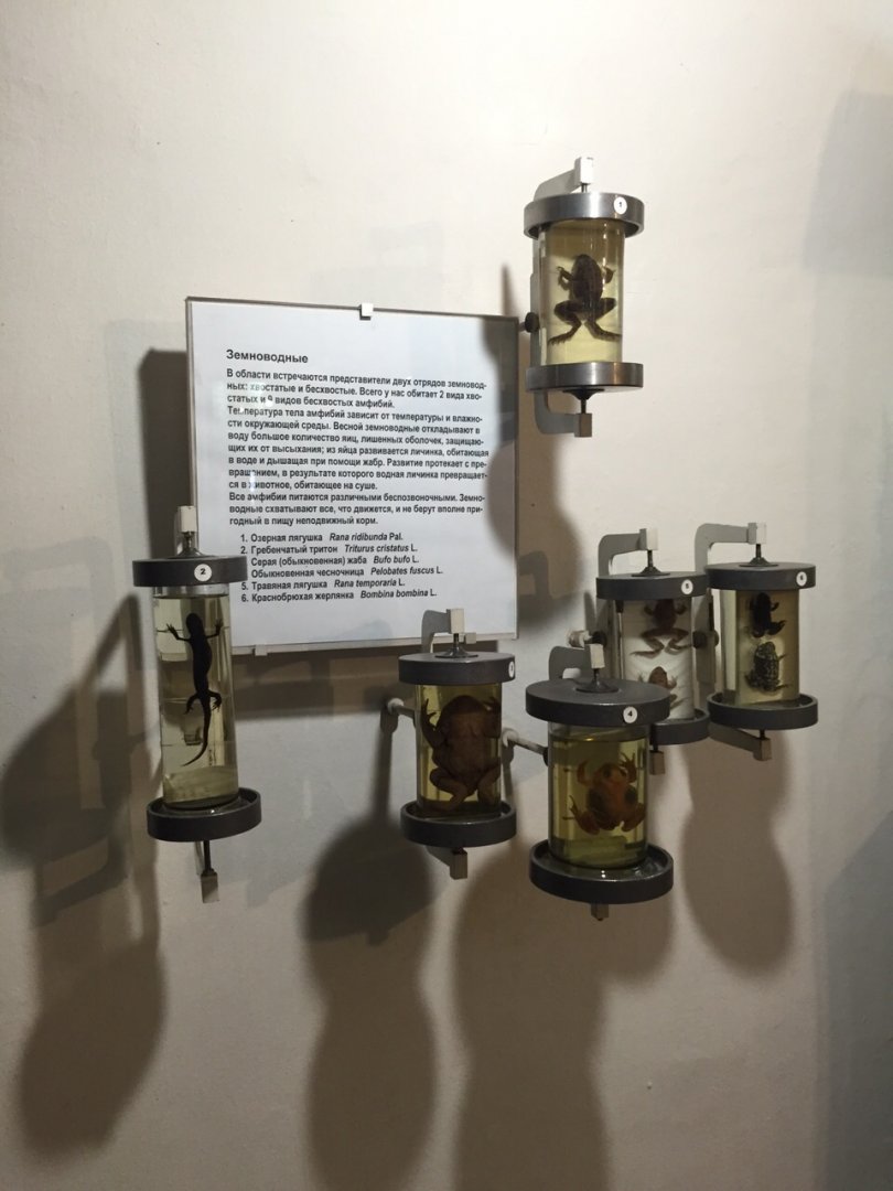 Amphibians of Ryazan region