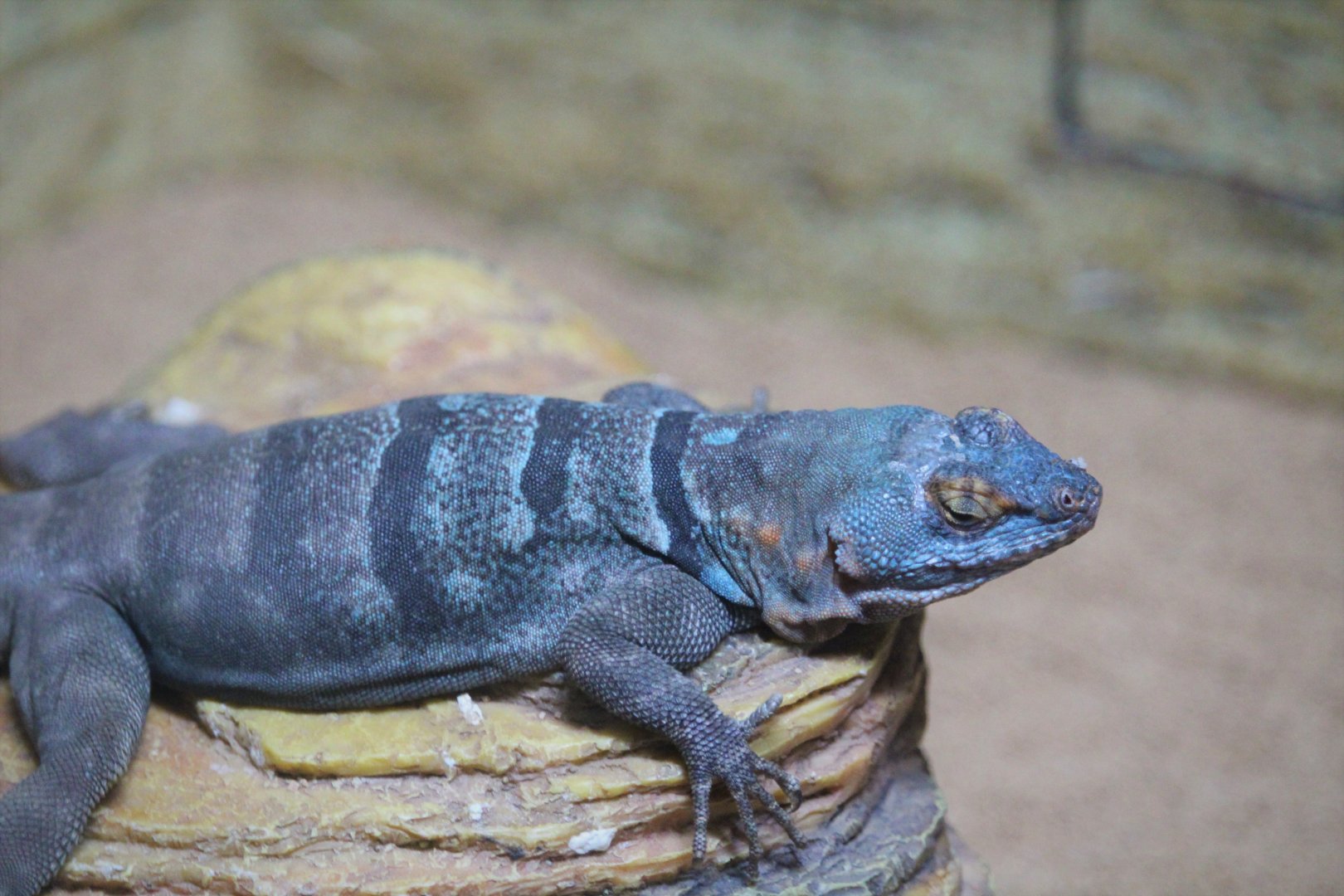 Amphibians & Reptile House - Baja Blue Rock Lizard
