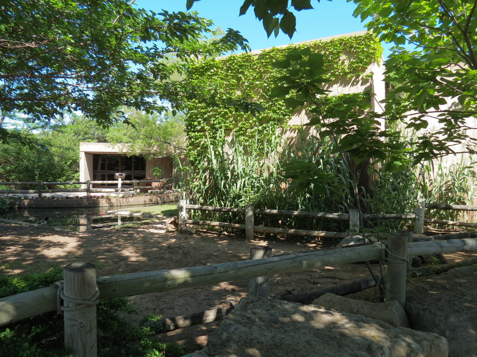 Amphibians & Reptiles - Aldabra Tortoise Exhibit