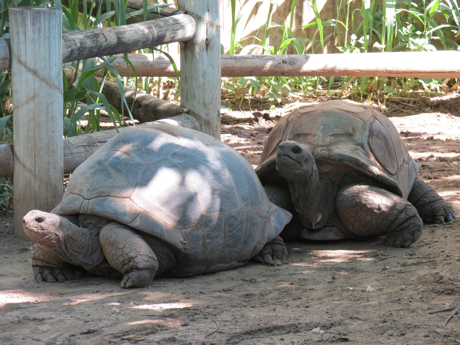 Amphibians & Reptiles - Aldabra Tortoise Exhibit
