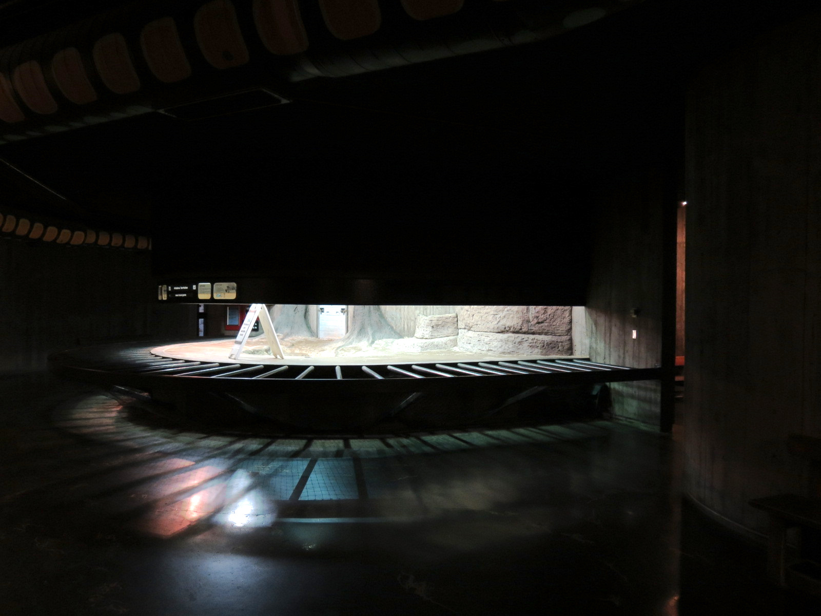 Amphibians & Reptiles - Aldabra Tortoise Indoor Exhibit