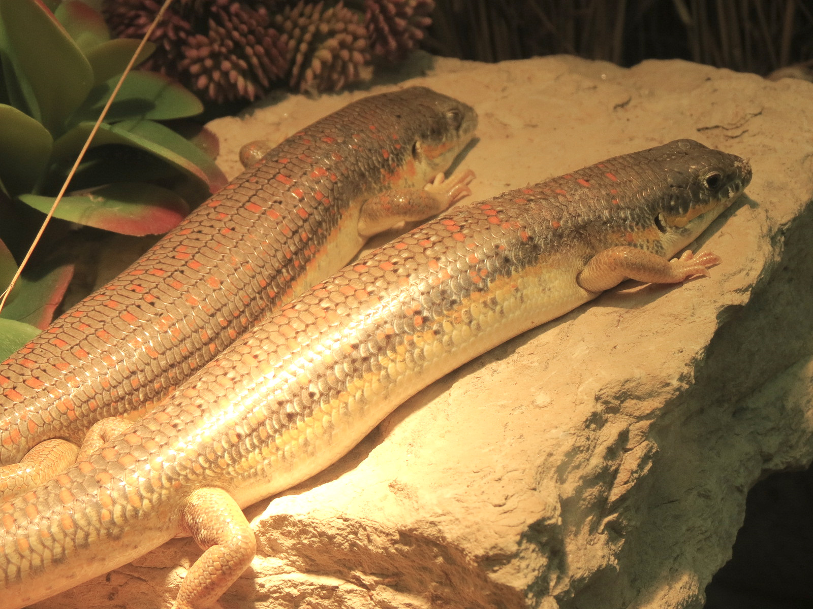 Amphibians & Reptiles - Berber Skink Exhibit