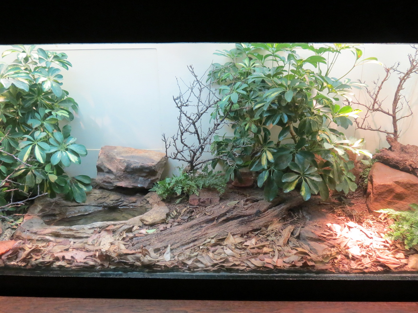 Amphibians & Reptiles - Black-breasted Leaf Turtle and Black-spined Toad Exhibit