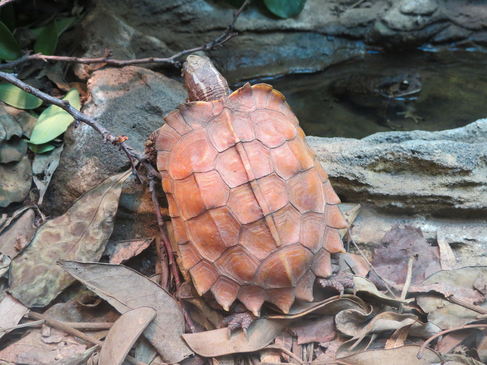 Amphibians & Reptiles - Black-breasted Leaf Turtle and Black-spined Toad Exhibit