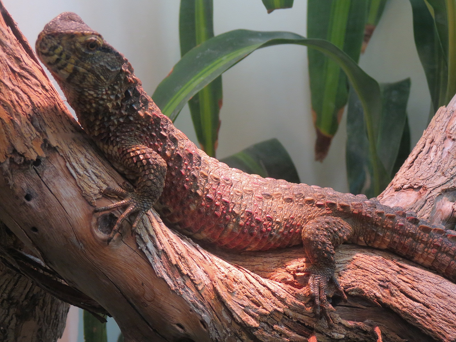 Amphibians & Reptiles - Chinese Crocodile Lizard Exhibit