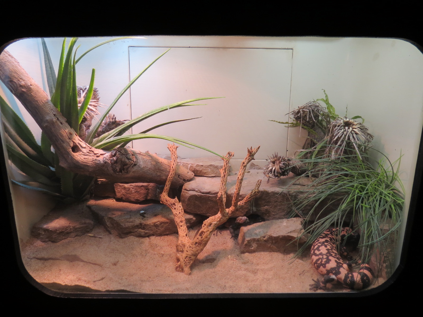 Amphibians & Reptiles - Chuckwalla and Gila Monster Exhibit