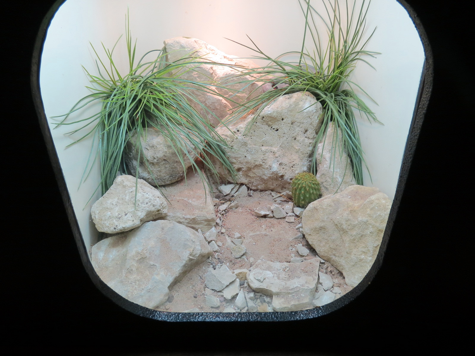 Amphibians & Reptiles - Gray-banded Kingsnake Exhibit