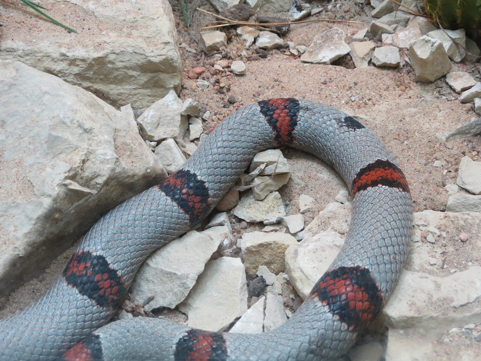 Amphibians & Reptiles - Gray-banded Kingsnake Exhibit