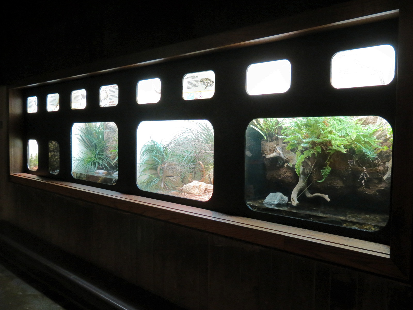 Amphibians & Reptiles - Hallway
