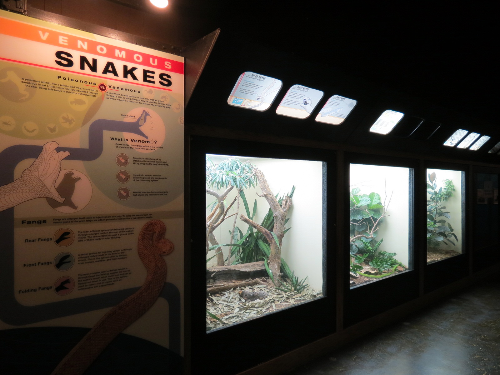 Amphibians & Reptiles - Hallway