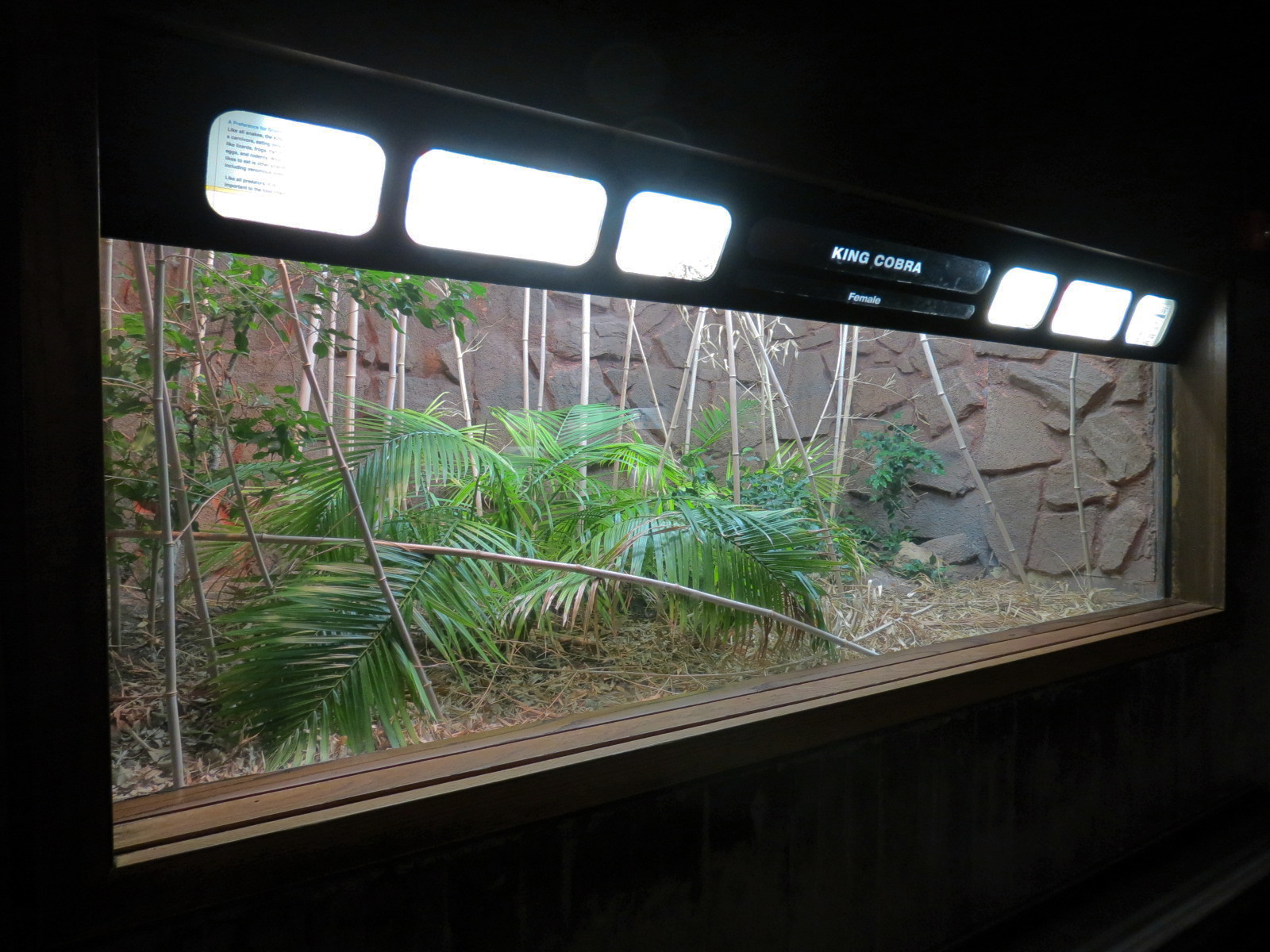 Amphibians & Reptiles - King Cobra Exhibit