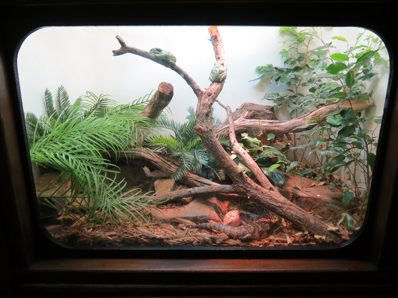 Amphibians & Reptiles - Magnificent Treefrog and Northern Blue-tongued Skink Exhibit