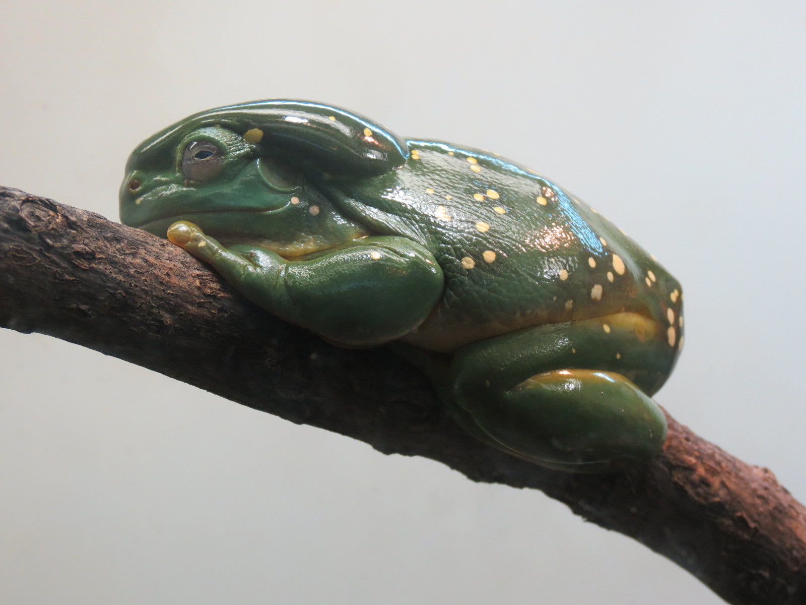 Amphibians & Reptiles - Magnificent Treefrog and Northern Blue-tongued Skink Exhibit