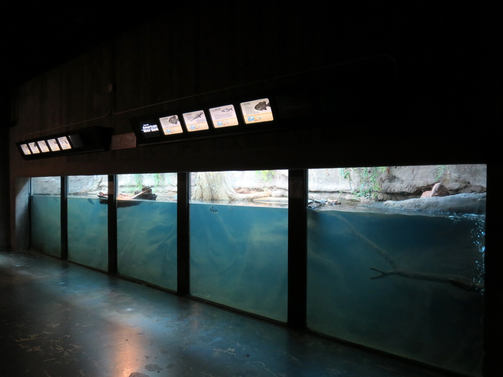 Amphibians & Reptiles - North American River Bank Exhibit