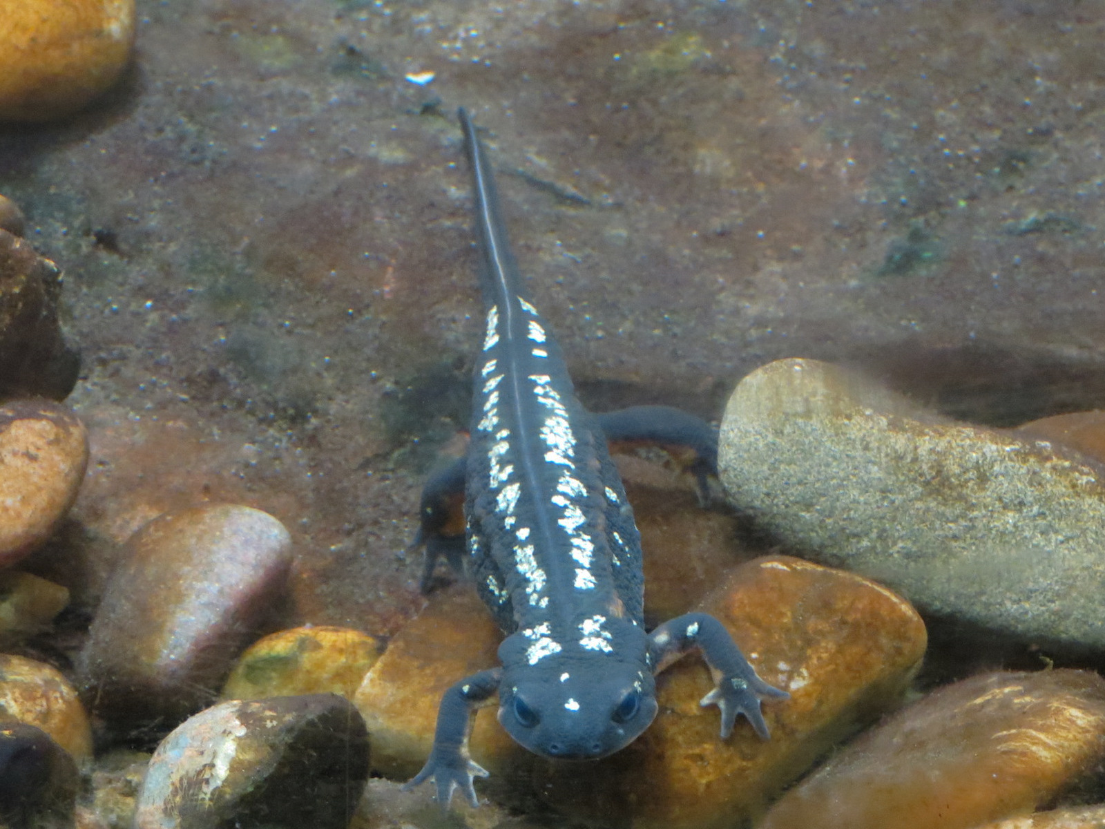 Amphibians & Reptiles - Okinawa Newt Exhibit