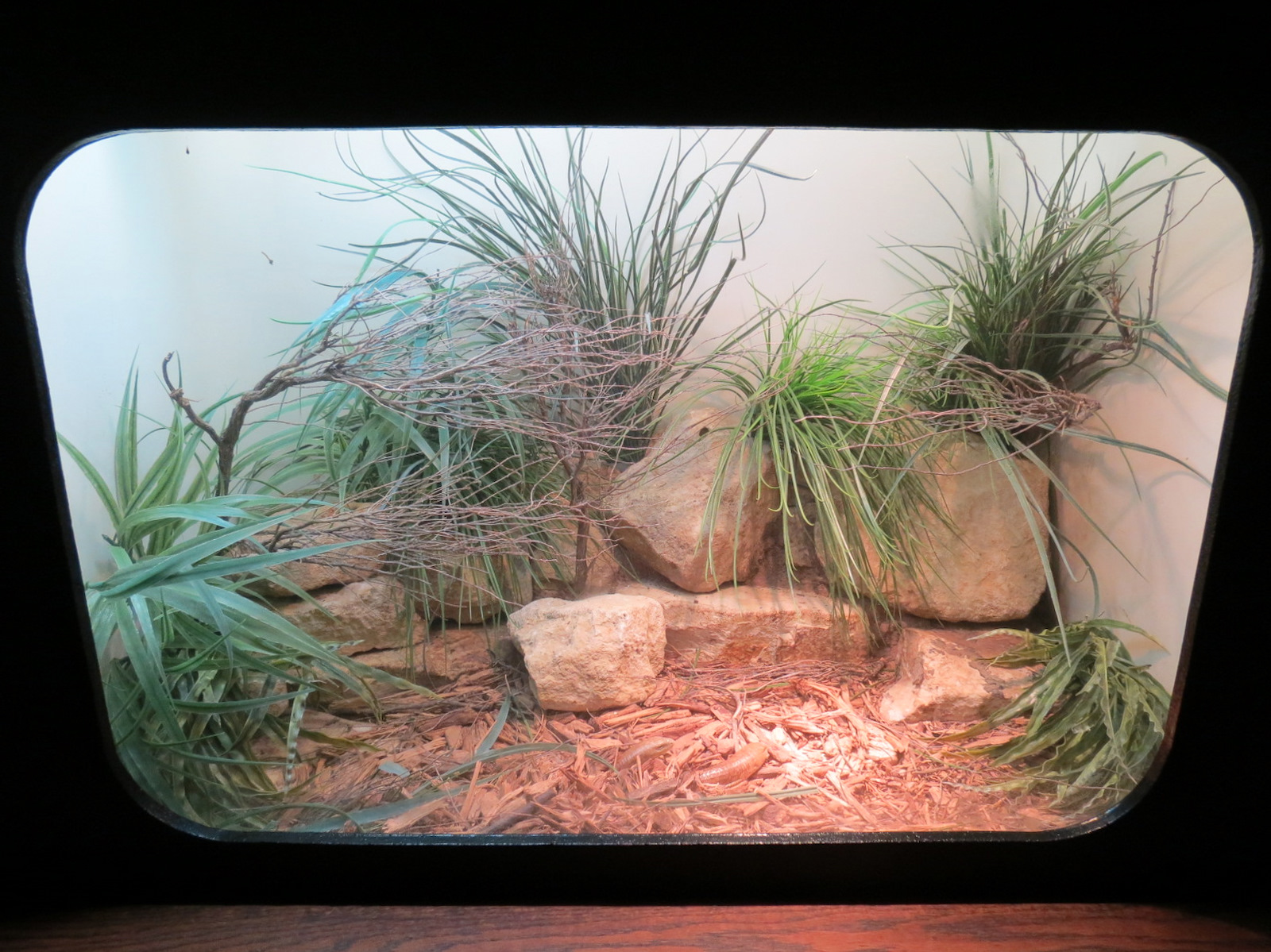 Amphibians & Reptiles - Scheltopusik Exhibit