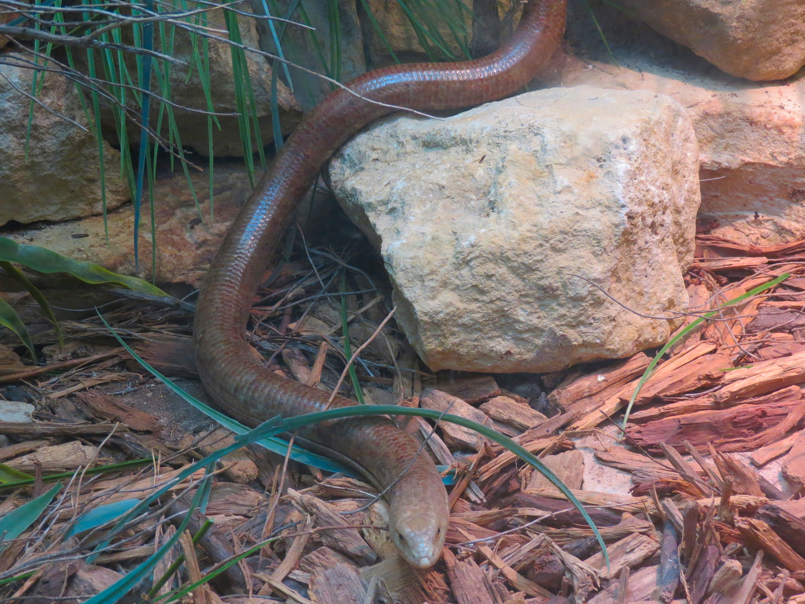 Amphibians & Reptiles - Scheltopusik Exhibit