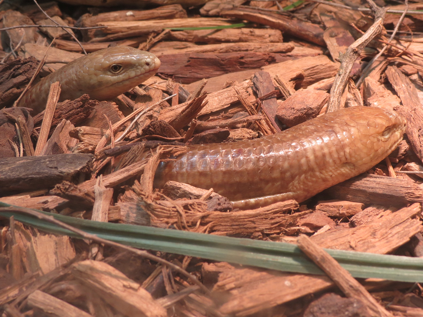 Amphibians & Reptiles - Scheltopusik Exhibit