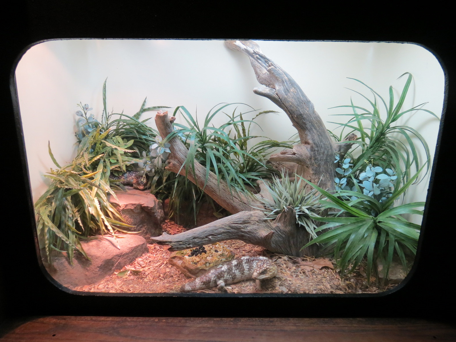 Amphibians & Reptiles - Shingleback Skink Exhibit