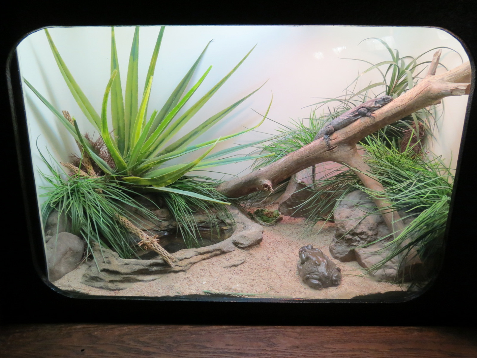 Amphibians & Reptiles - Sonoran Desert Toad and Sonoran Spiny-tailed Iguana Exhibit