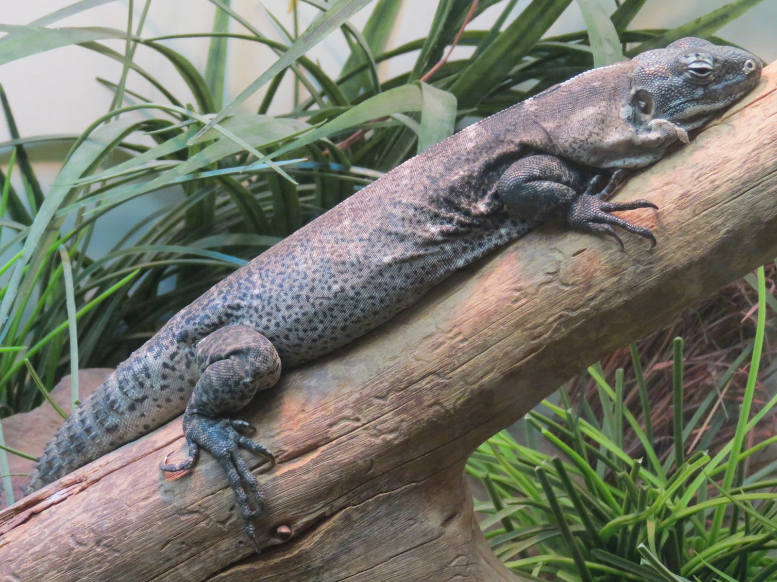 Amphibians & Reptiles - Sonoran Desert Toad and Sonoran Spiny-tailed Iguana Exhibit