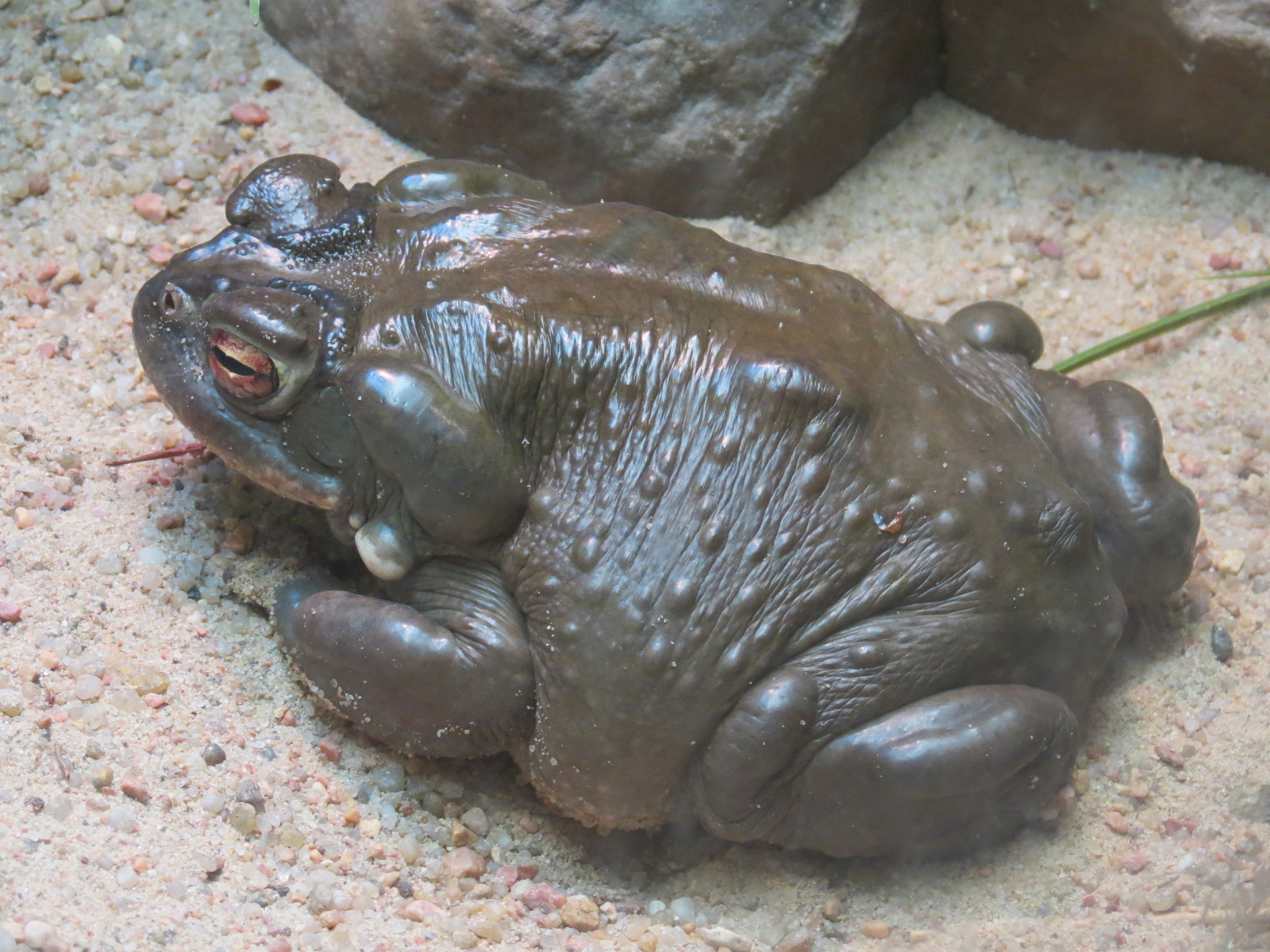 Amphibians & Reptiles - Sonoran Desert Toad and Sonoran Spiny-tailed Iguana Exhibit