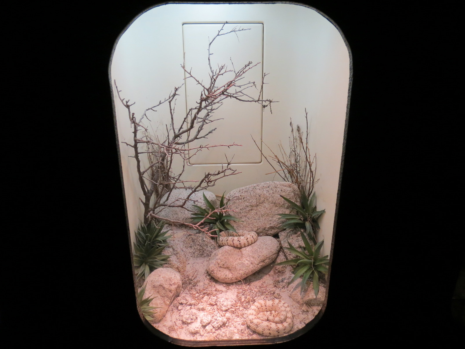 Amphibians & Reptiles - Southwestern Speckled Rattlesnake Exhibit