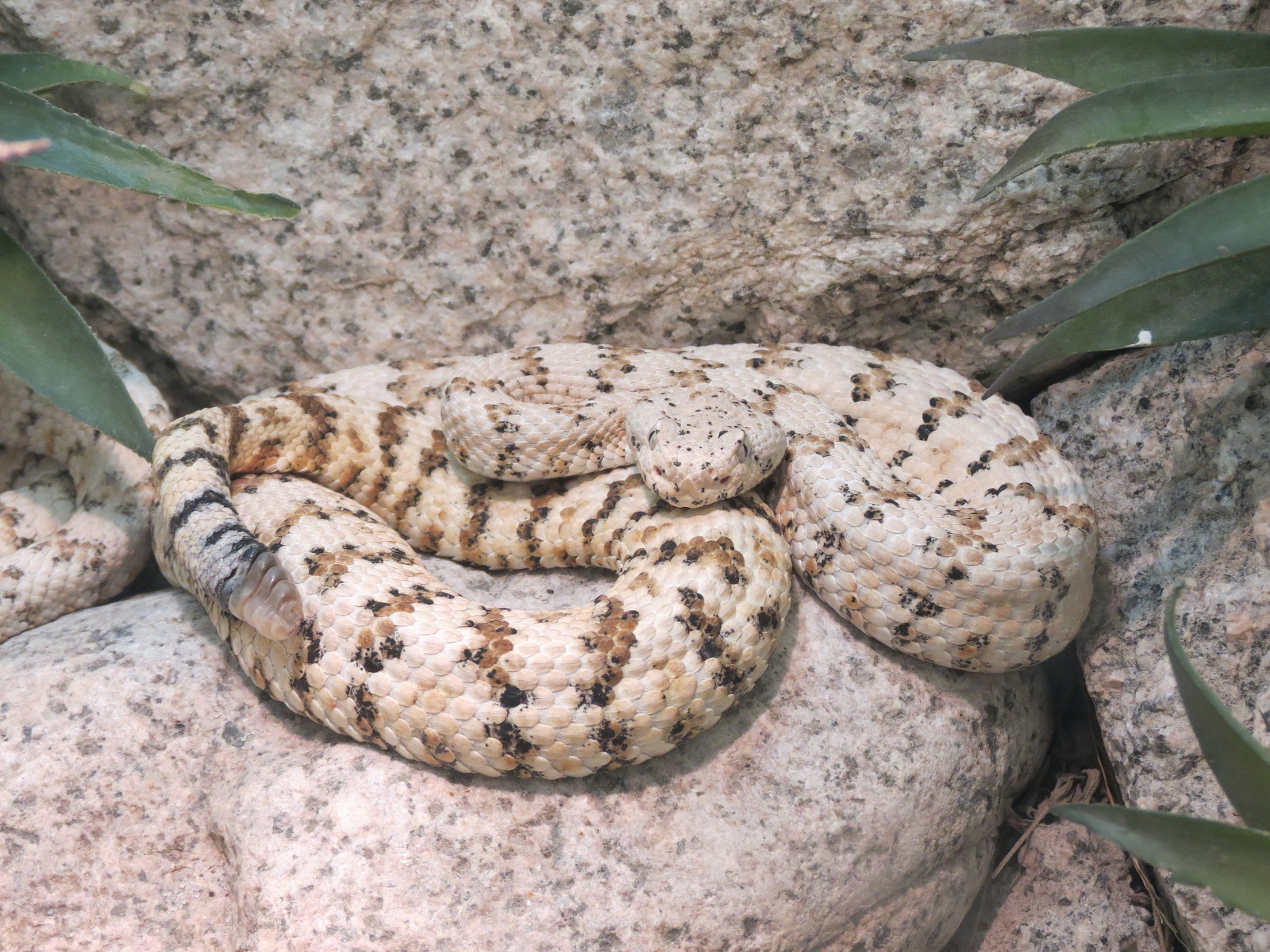 Amphibians & Reptiles - Southwestern Speckled Rattlesnake Exhibit