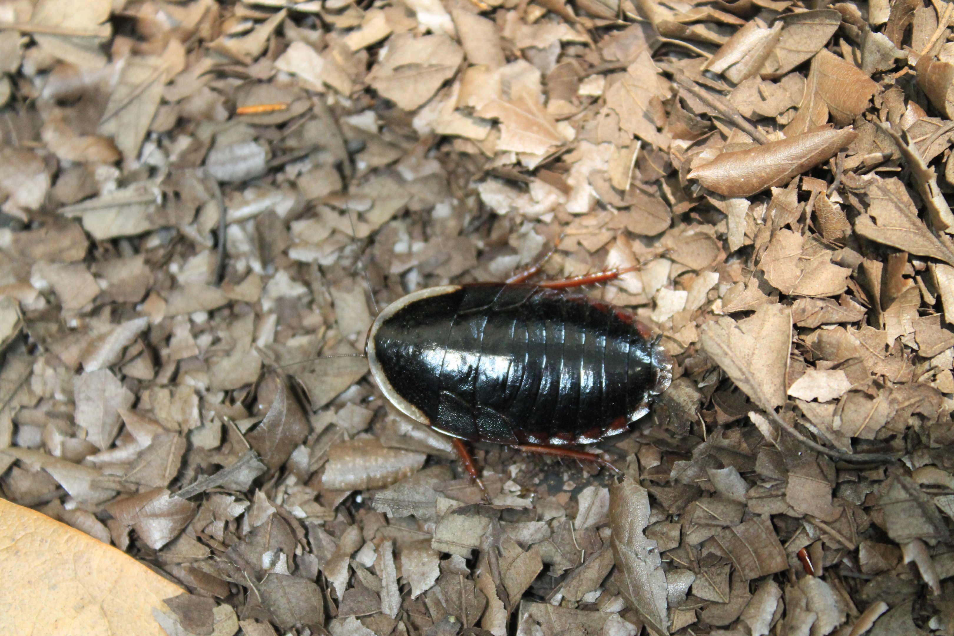 Amphibious Litter Cockroach (Opisthoplatia orientalis)