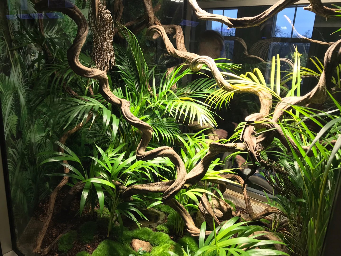 Amphibium terrarium 270118