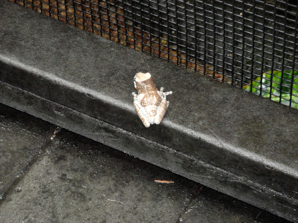 Amphibiville - Amazon Milk Frog