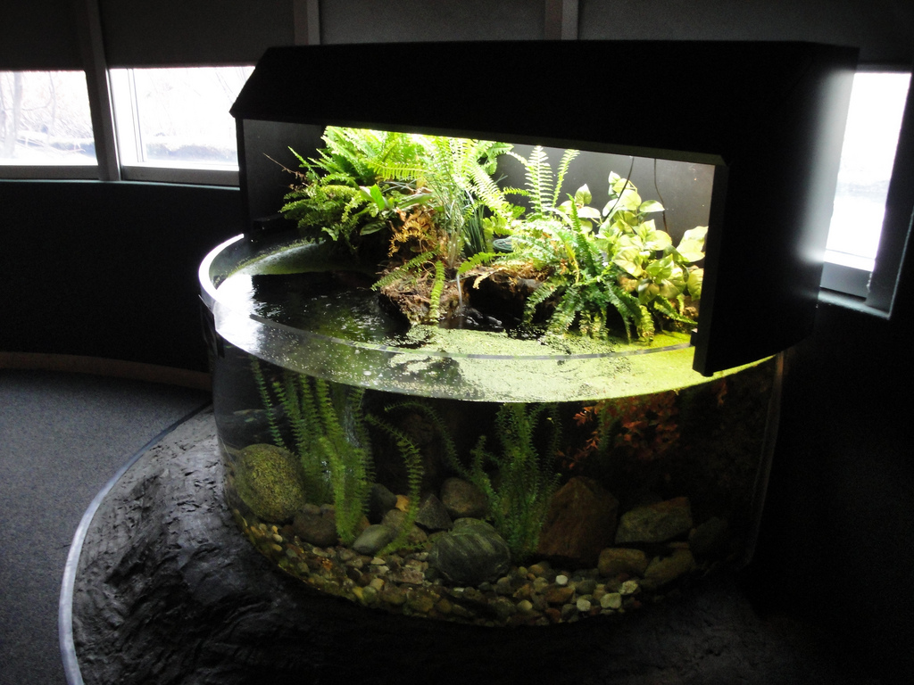 Amphibiville - Demonstration Tank