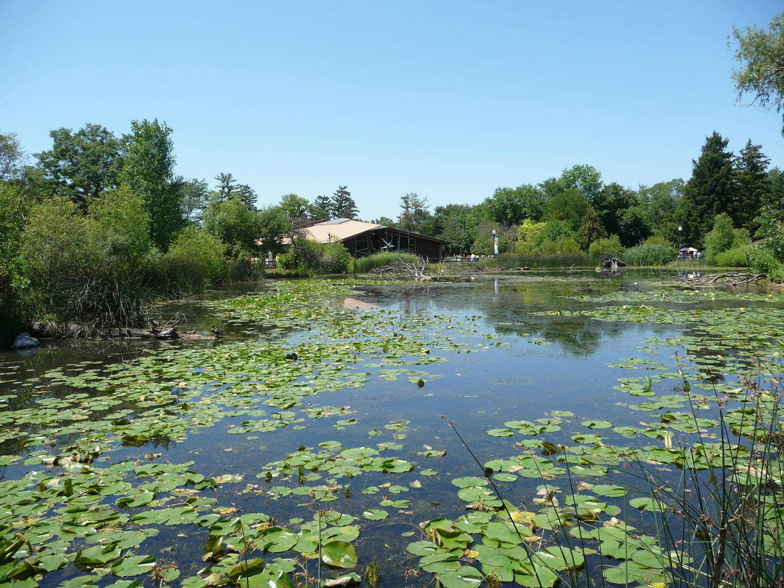 Amphibiville - Detroit Zoo
