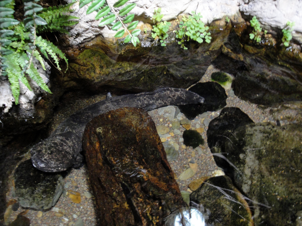 Amphibiville - Japanese Giant Salamdander