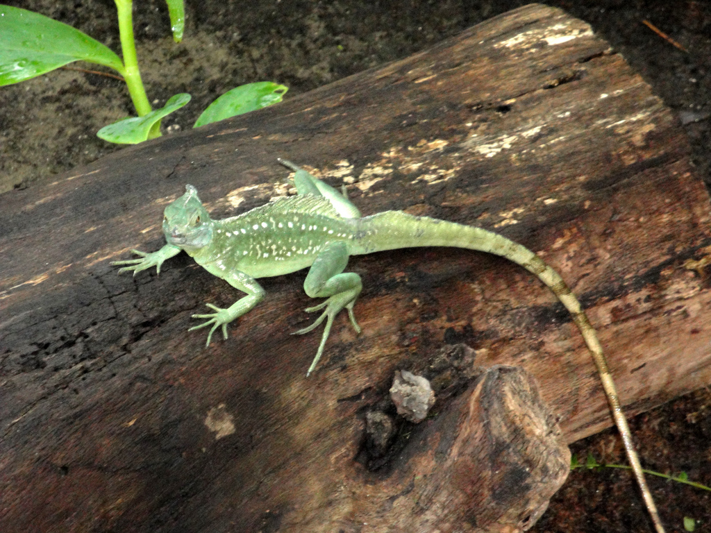 Amphibiville - Plumed Basalisk