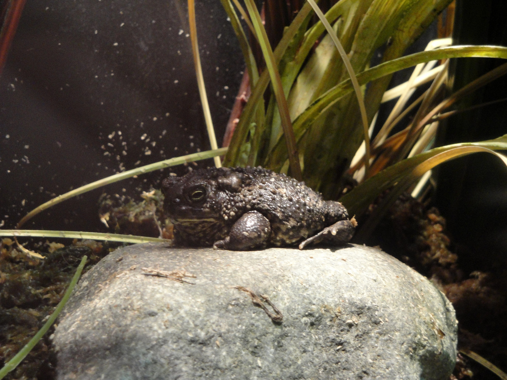 Amphibiville - Wyoming Toad