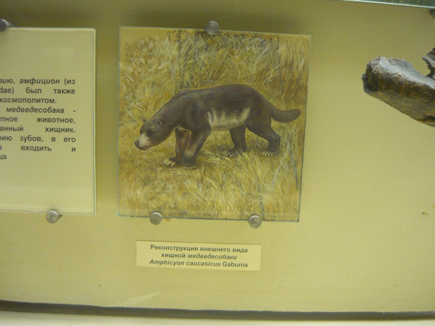 Amphicyon caucasicus reconstruction