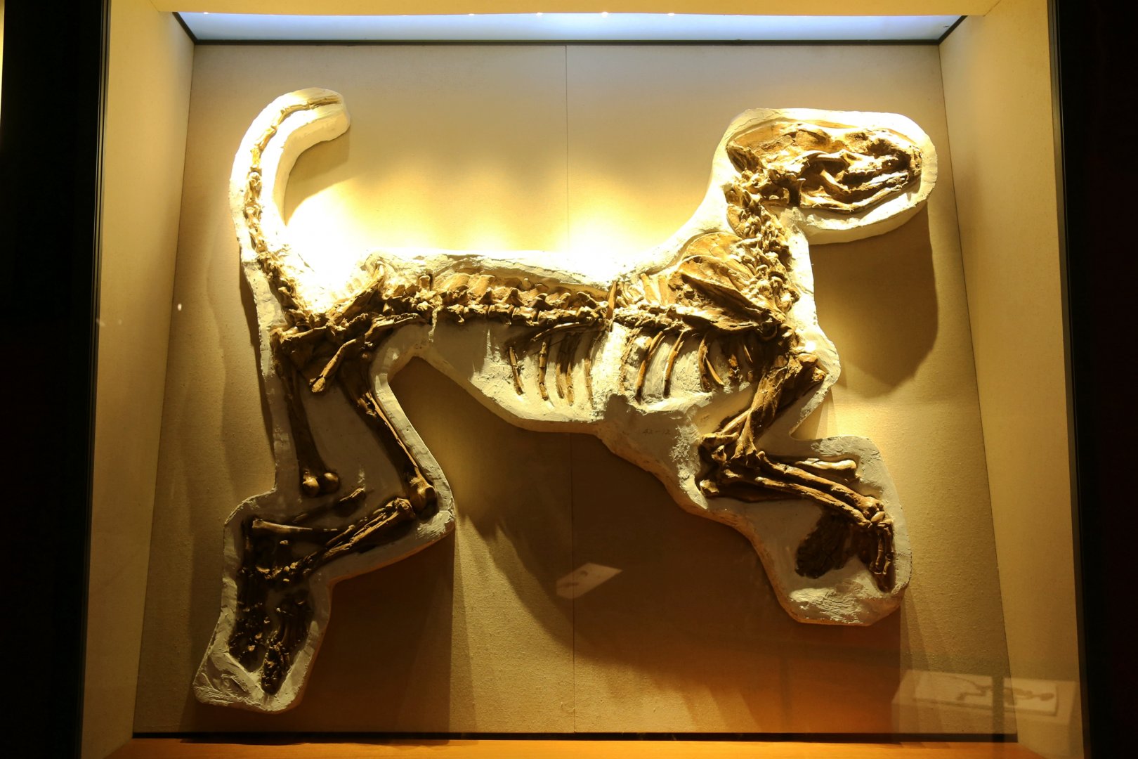 Amphicyon confucianus