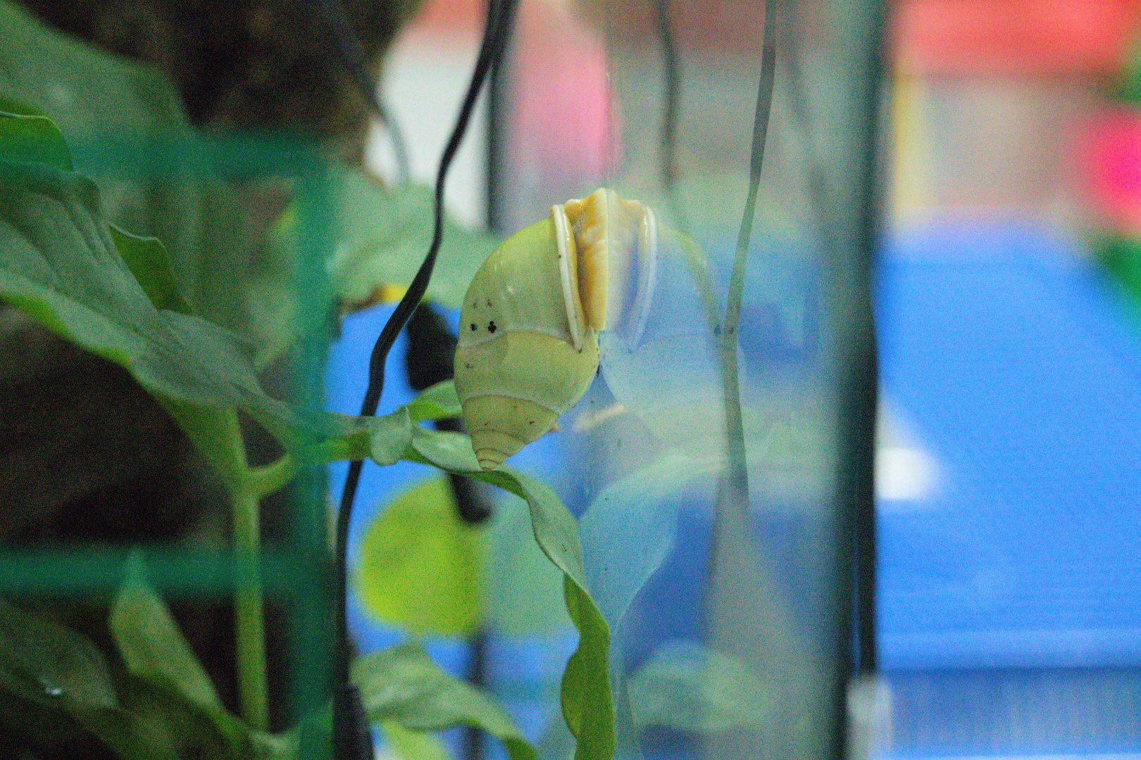 Amphidromus atricallosus ssp. temasek (Temasek Tree Snail)