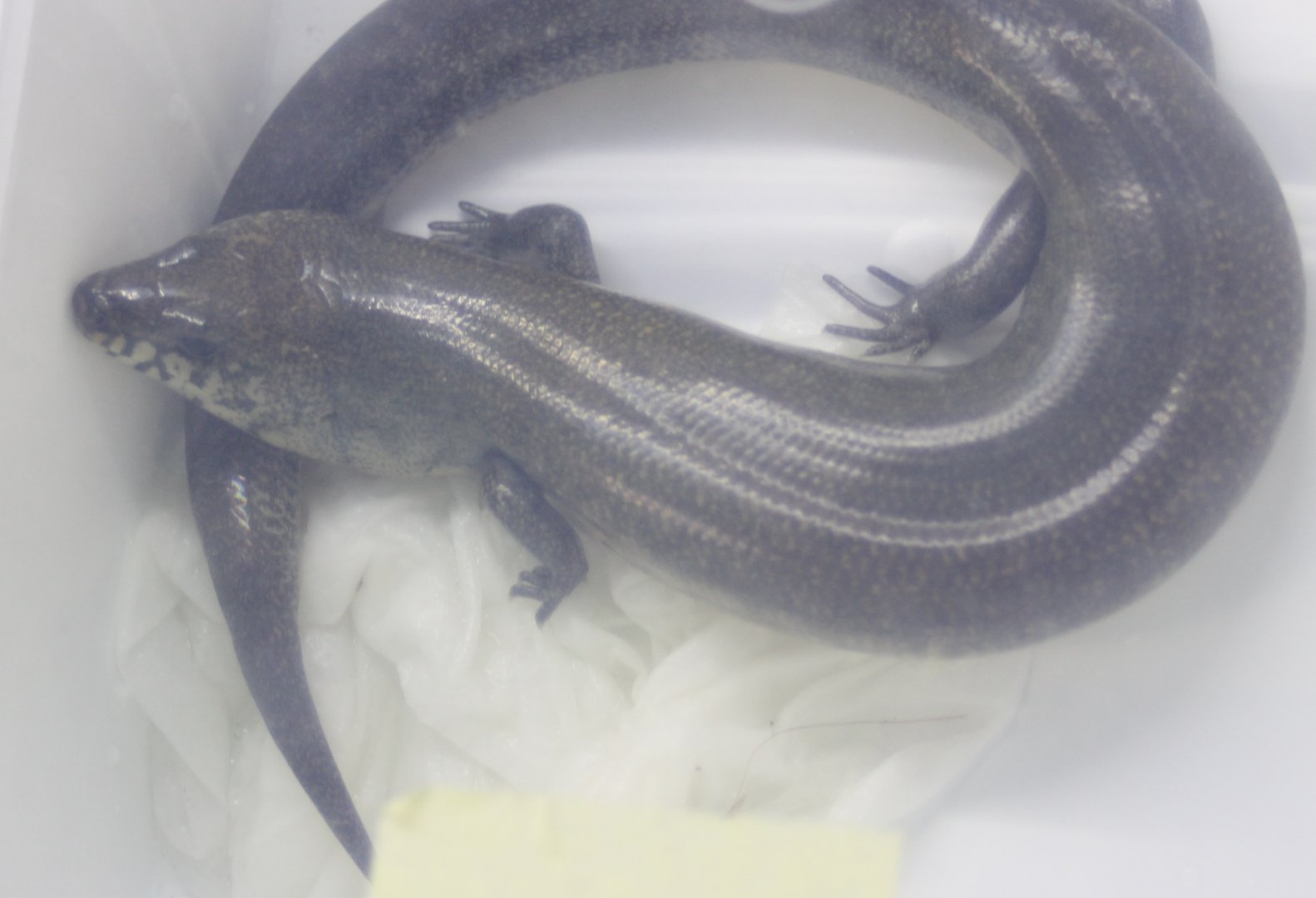 Amphiglossus reticulatus