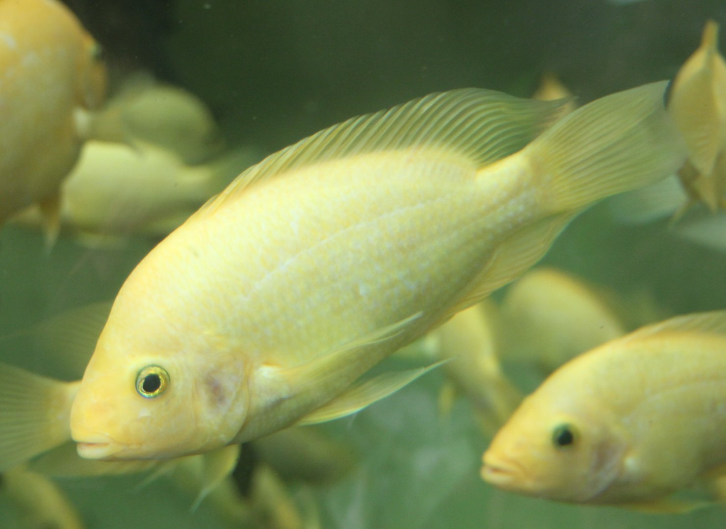 Amphilophus citrinellus