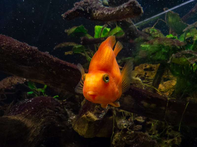 Amphilophus spec. f. "Red Parrot"