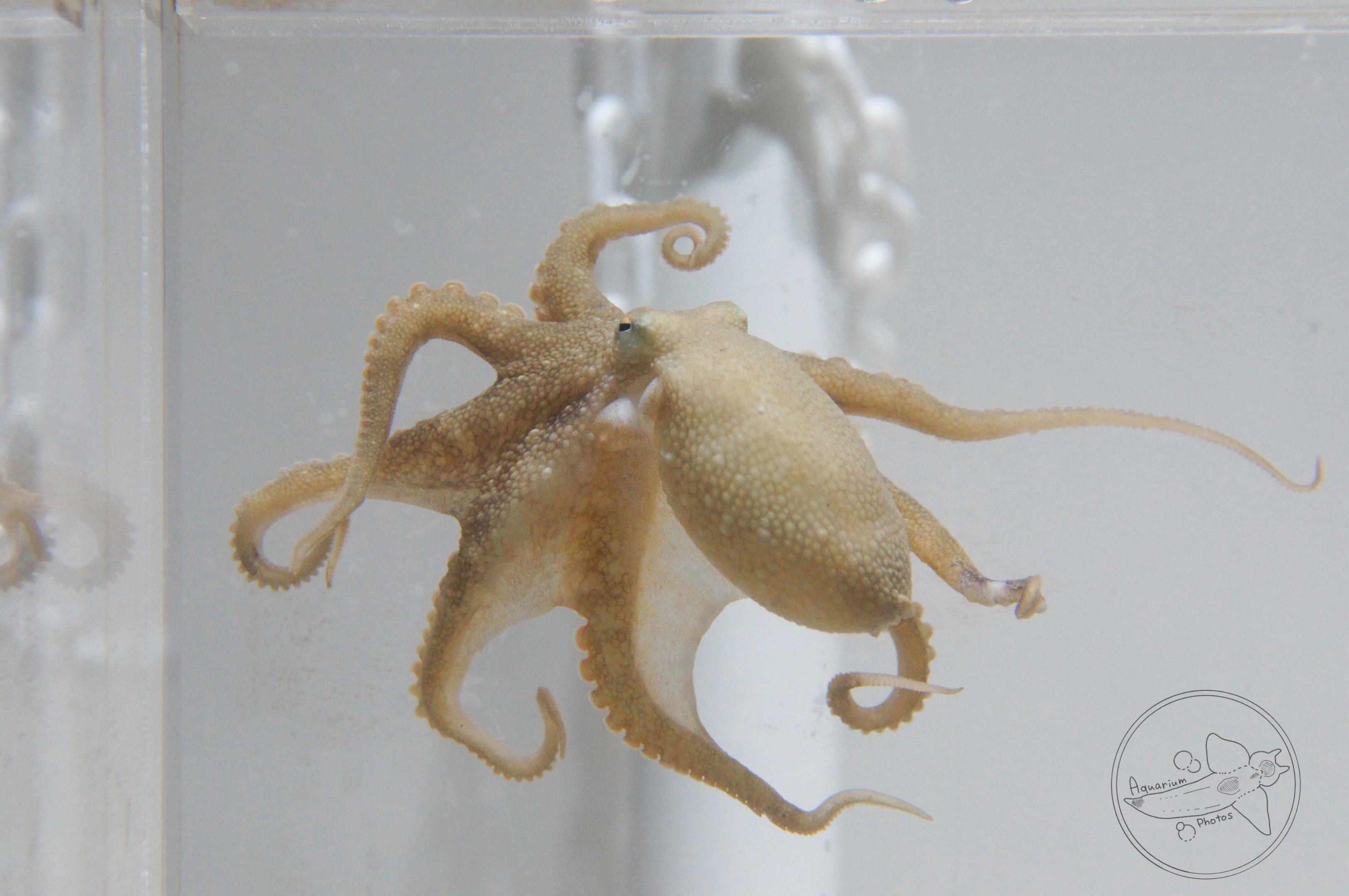 Amphioctopus fangsiao