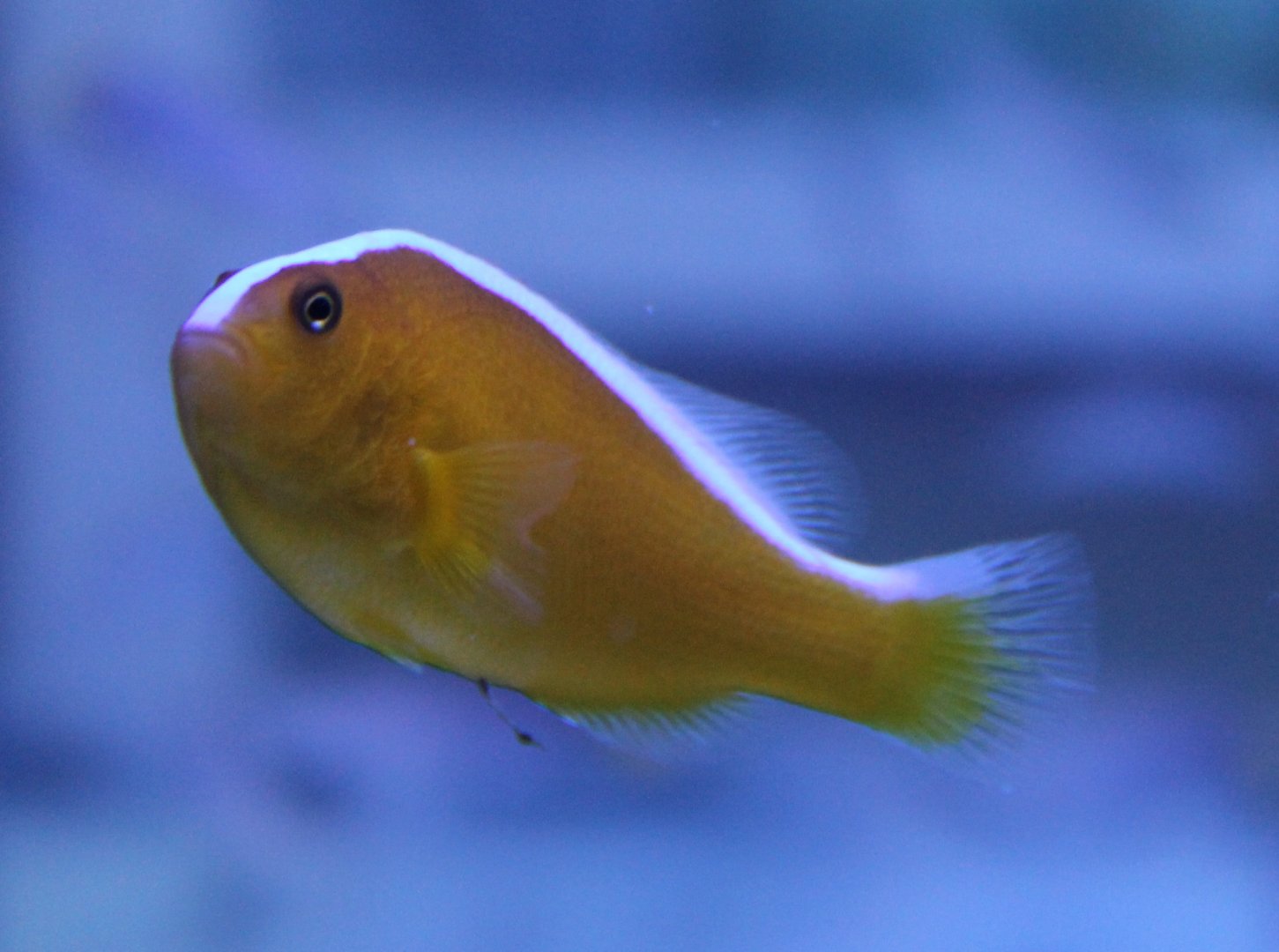 Amphiprion akallopsios
