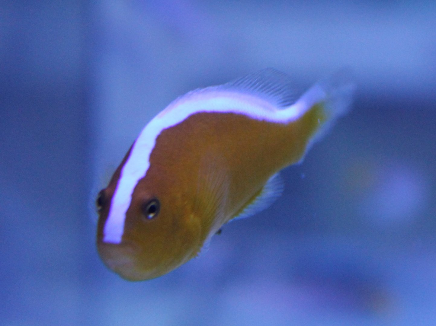 Amphiprion akalopsios