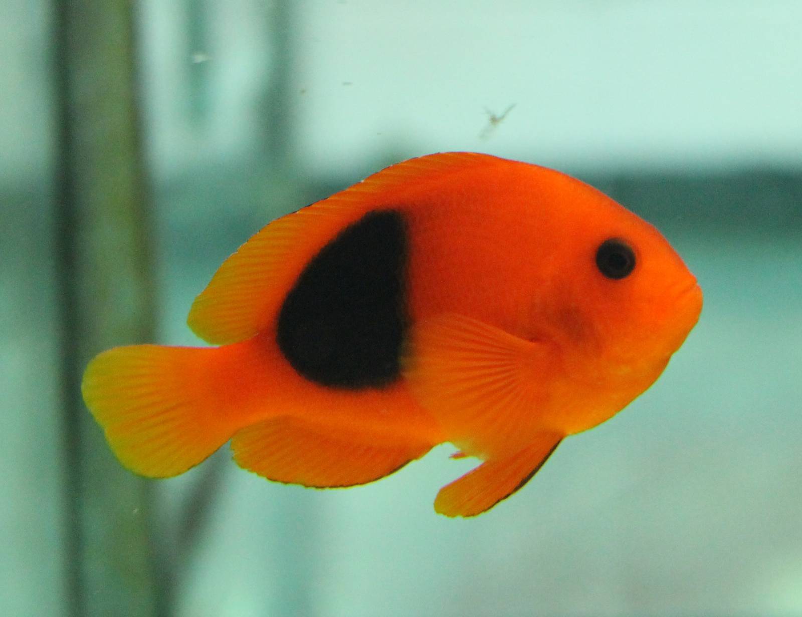 Amphiprion ephippium