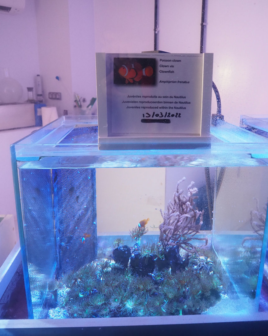 Amphiprion frenatus raising tank, 2022-09-14