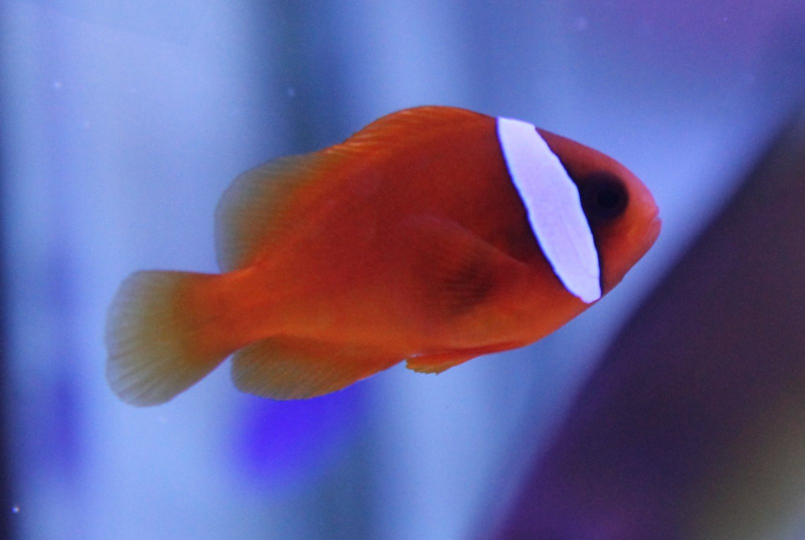 Amphiprion frenatus - Red anemonefish