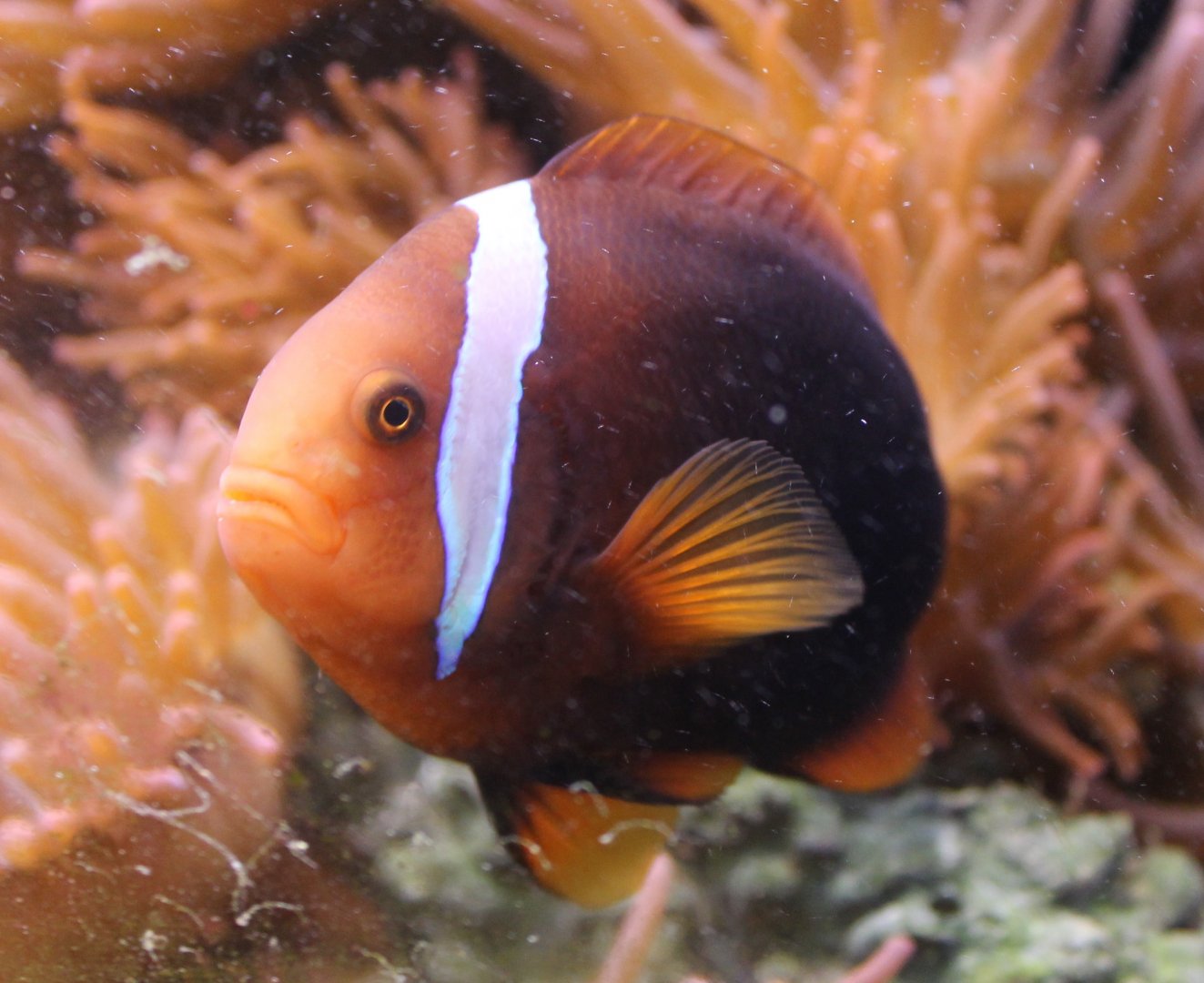 Amphiprion frenatus